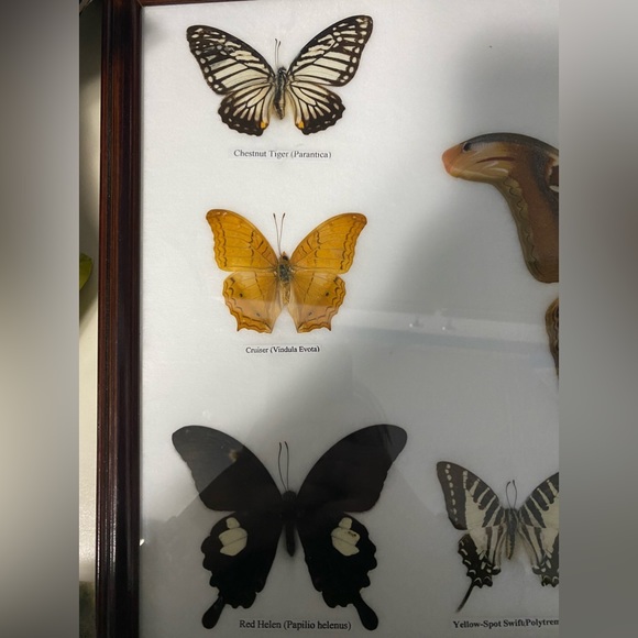 Moth frame - Picture 4 of 5